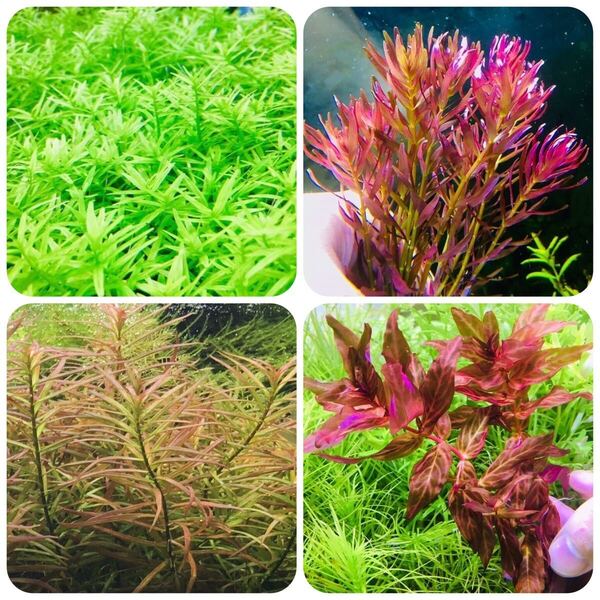 水草セット 4種類 水中葉 無農薬 無害虫 a
