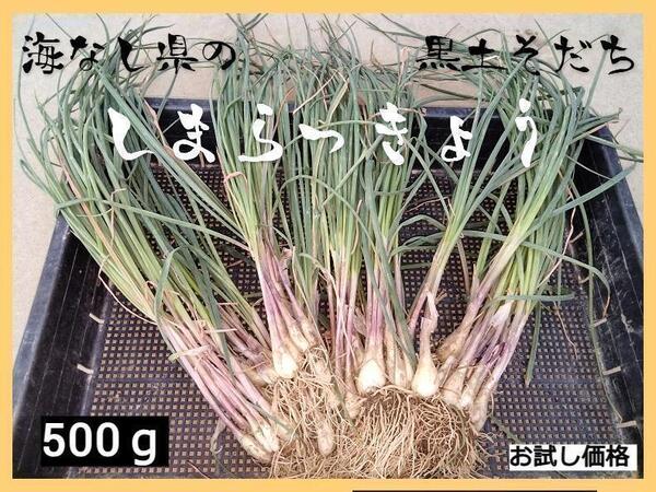 【新鮮・自然栽培】島らっきょう 土付き 500g以上 【栽培期間中農薬不使用】