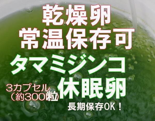 国産 2025年度産 みじんこ 乾燥タマミジンコ休眠卵 (耐久卵)3カプセル 約300粒 約600匹相当