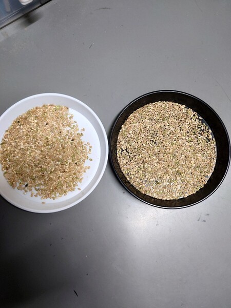 即決 送料無料 令和6年産 ふるい下米 玄米 皆掛25キロ エサ用 加工用 魚沼 くず米 農家直送 カメムシ 斑点 シラタ 青米 砕米 細米 異物アリ