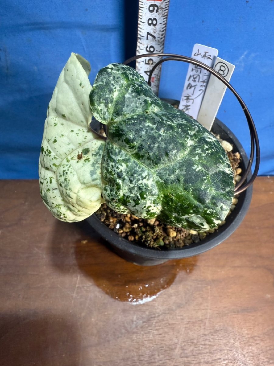 2025年最新】Yahoo!オークション - 鉢植え(花、園芸)の中古品 2025年最新】Yahoo!オークション - 鉢植え(花、園芸)の中古品