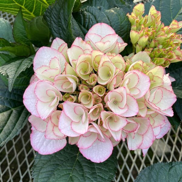 開花してます♪アジサイ「ラベッラ」5号サイズ