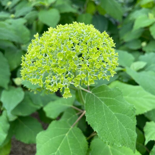 農場から直送♪開花始まりました♪上質苗!アメリカアジサイ「アナベル」5号大苗