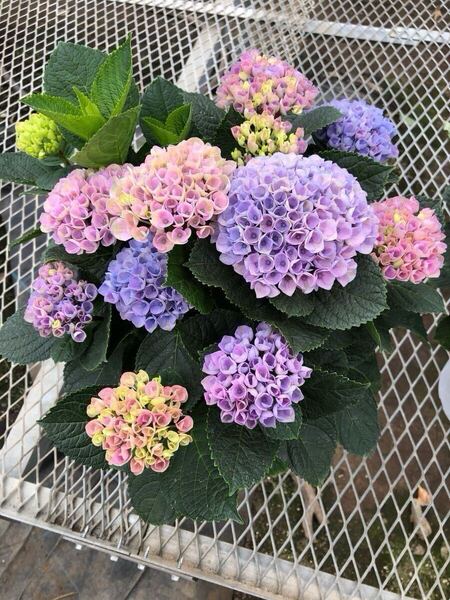 生産現場から直送♪これから開花♪アジサイ「マジカルレボリューションレインボー」5号サイズ