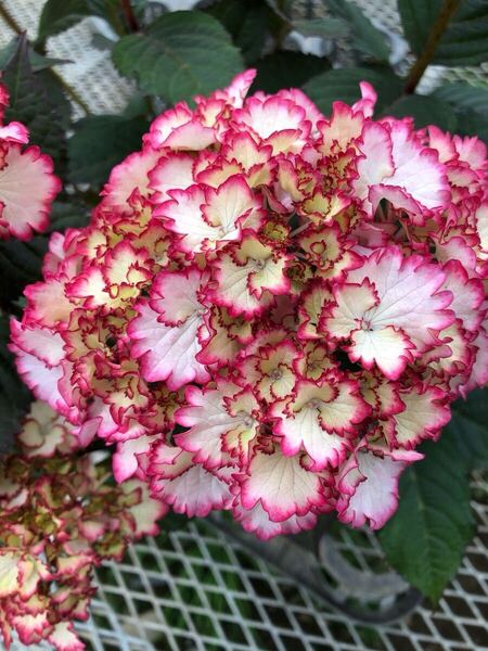 開花してます♪アジサイ「彩音あやね」5号サイズ 正規品