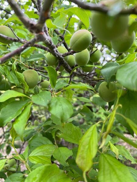 梅 シミ出る可能性大 5キロ 予約 80サイズ発送 郵便郵送