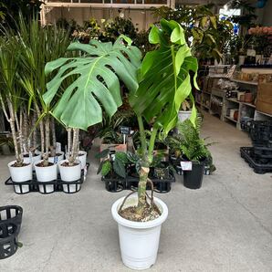 八丈島産モンステラ 幹立ち 8号 ① 鉢底から約104cm 5月27日撮影現品 豊中市より出品 同梱発送不可