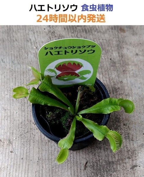 ハエトリソウ ハエトリグサ 食虫植物 観葉植物