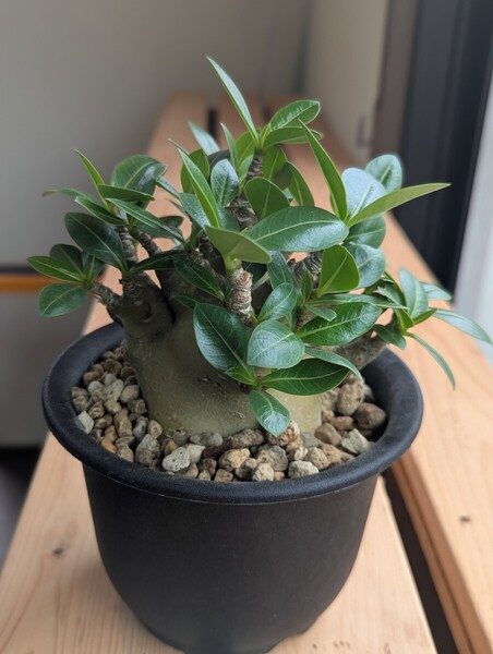 【希少】アデニウム・アラビカム モンスター5号 ② 塊根植物 コーデックス アデニウム