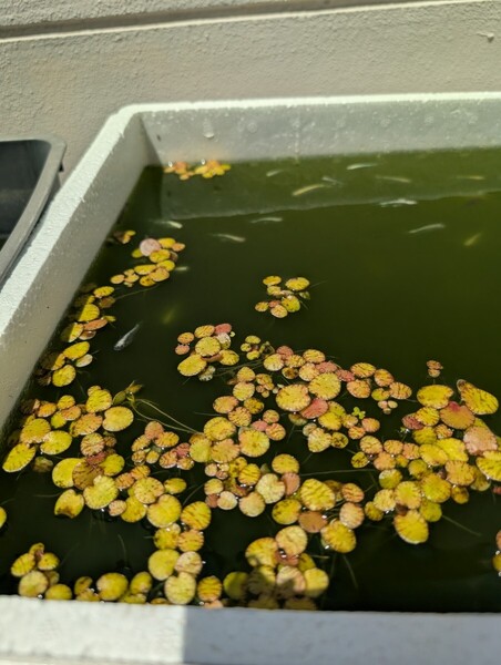 水草 5株 アマゾンフロッグピット オマケにタマゴ100個付き 激安 最安値 卵 初心者セット 産卵床 水草