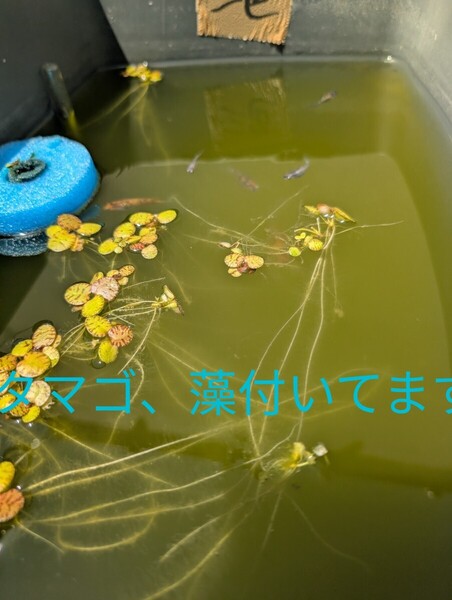水草 5株 アマゾンフロッグピット オマケにタマゴ100個付き 激安 最安値 卵 初心者セット 産卵床