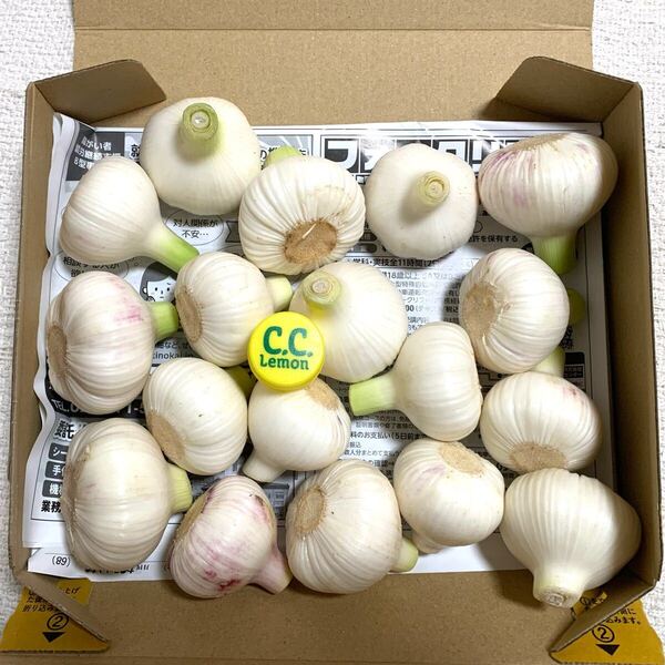 令和7年 採れたて 生にんにく 新ニンニク 大蒜1kg 16〜20個 健康野菜