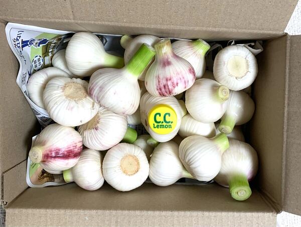 令和7年 採れたて 生にんにく 新ニンニク 大蒜2kg 28〜33個 健康野菜