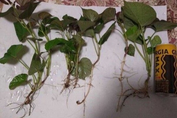 さつまいも 安納芋 苗 10本 消毒済 家庭菜園