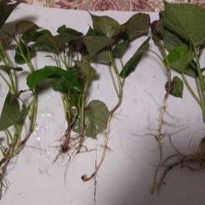 さつまいも 安納芋 苗 20本 消毒済