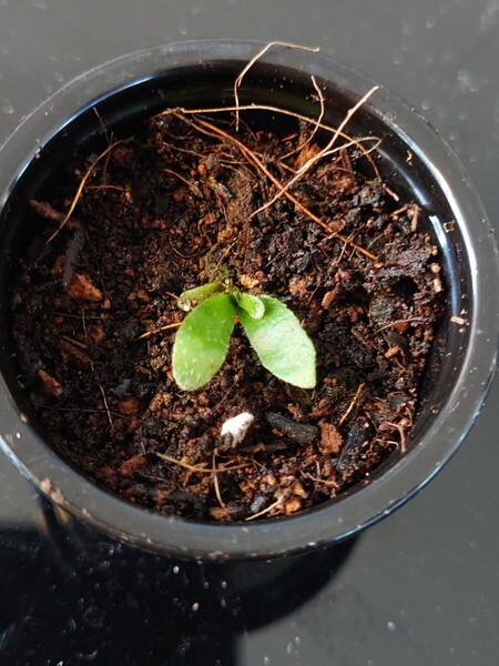 P.willinckii Jade Girl sporeling ジェイドガール 胞子培養苗 B