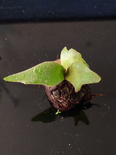P.willinckii Jade Girl sporeling ジェイドガール 胞子培養苗 C