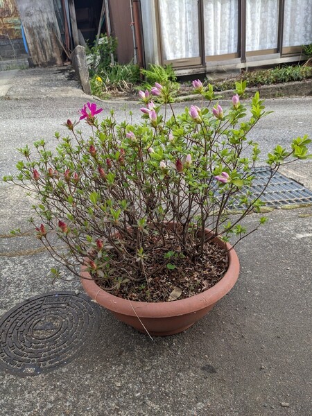 クルメツツジ3株 寄せ植え株 鉢上40㎝ 幅60㎝ 将来性抜群株 内径32㎝ 高さ17㎝ ポット入り