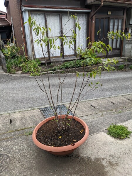 人気の貴重樹木 ハイノキ株立ち 鉢上110㎝ 幅85cm 内径55㎝ 高さ25㎝ ポット