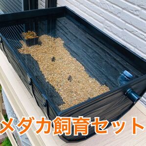 樽型メダカ飼育ケース【大】麦飯石と赤玉土セット
