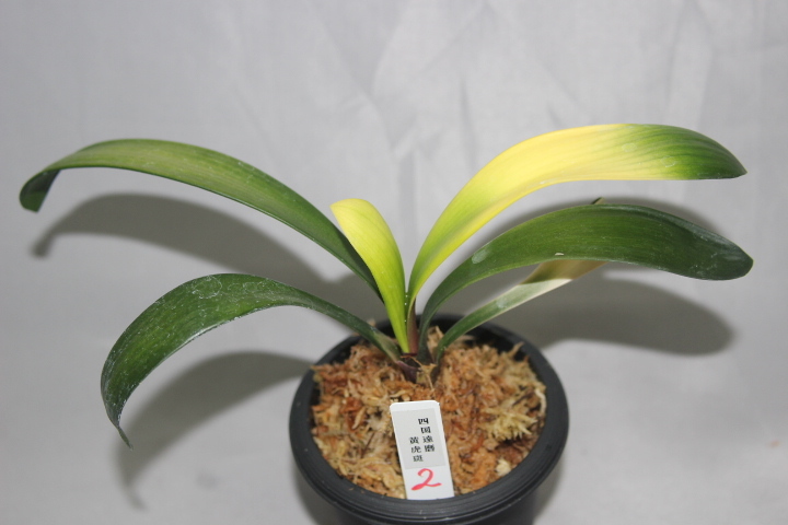 君子蘭 獅子葉「獅子君子」 「龍髭巻き君子蘭」斑入り　中木 1本立 レア種　希少 君子蘭 獅子葉「獅子君子」 「龍髭巻き君子蘭」中木 1本立 レア