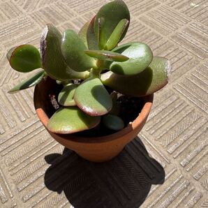 金のなる木 多肉植物 2株