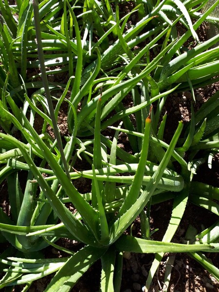 アロエベラ苗 多肉植物 観葉植物 サボテン 抜き苗 大サイズ 2株 80cmの箱に入る大きさ
