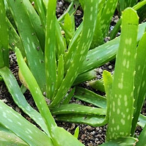 アロエベラ 抜き苗 多肉植物 観葉植物 アロエベラ小株 4株