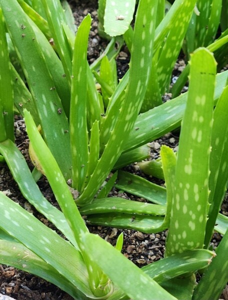 アロエベラ 抜き苗 多肉植物 観葉植物 アロエベラ小株 4株