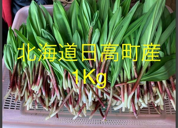 行者ニンニク 北海道産 天然物 アイヌネギ1kg