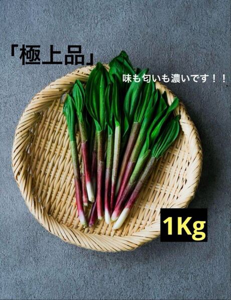 行者ニンニク 北海道産 天然物 アイヌネギ1kg