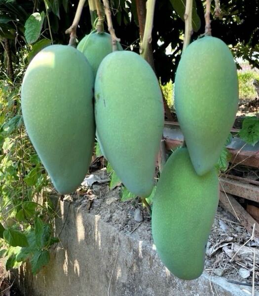 全国一律送料無料!!大型台湾産マンゴー ランダム1鉢 Jinhuang Mango 金煌【キンコウ】金煌芒果 甘味が強く、大型化するマンゴー