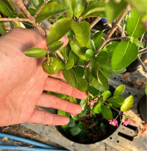 全国一律送料無料! 大型配送 果実付き、花付き果樹 大苗 アセロラ acerola cherry アセロラチェリー Malpighia emarginata
