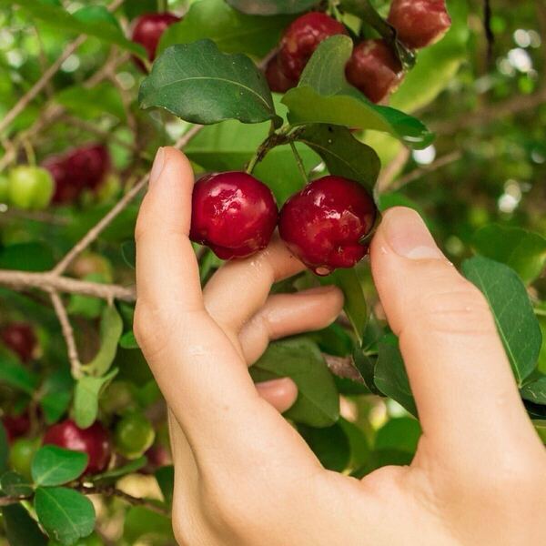 全国一律送料無料! 大型配送 果実付き、花付き果樹 アセロラ acerola cherry アセロラチェリー Malpighia emarginata