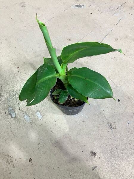 全国一律送料無料!! ドワーフモンキー バナナ ランダム18苗 Dwarf Monkey 矮性小型バナナ Musa acuminata ‘Dwarf’ 系統