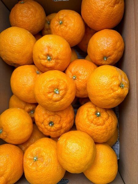 ■【味に自信あり】■愛媛の不知火■家庭用■除草剤使用無■万田酵素散布■3k箱■★