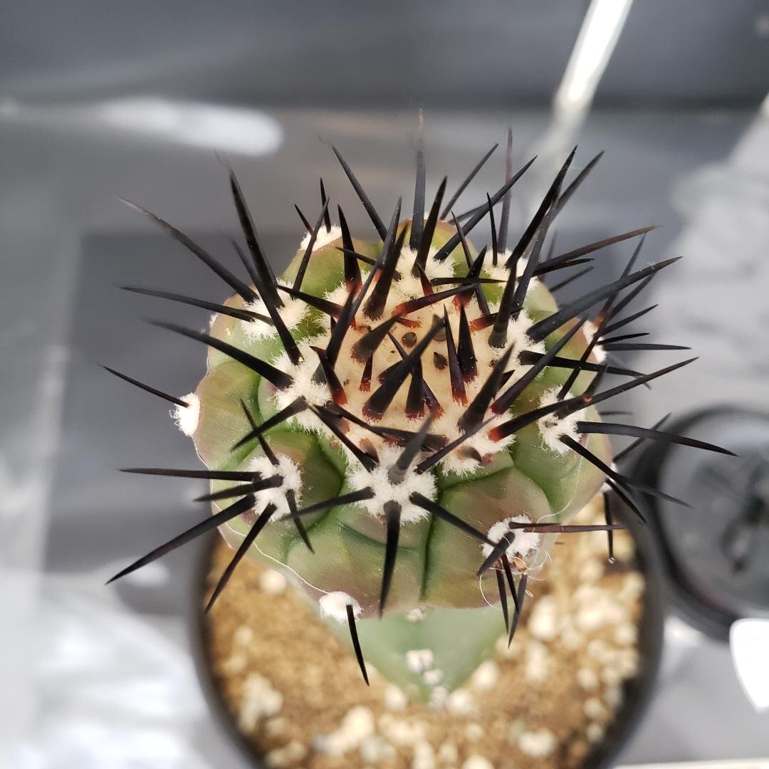 Yahoo!オークション -「黒王丸」(その他) (観葉植物)の落札相場