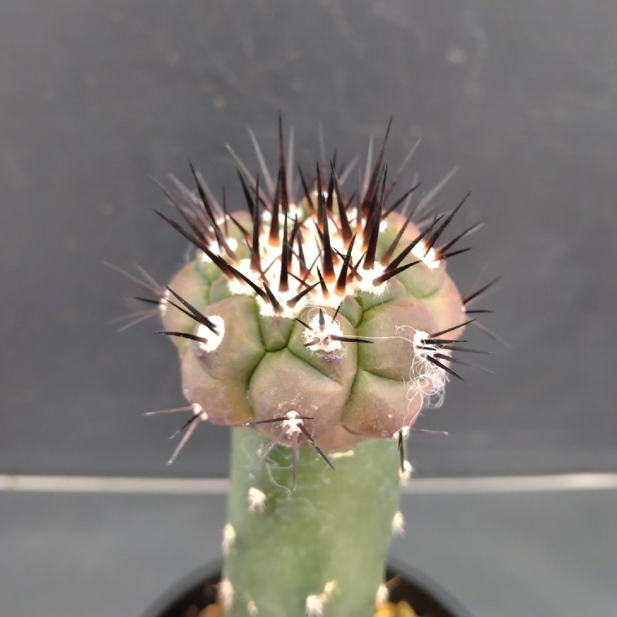 Yahoo!オークション -「黒王丸」(その他) (観葉植物)の落札相場