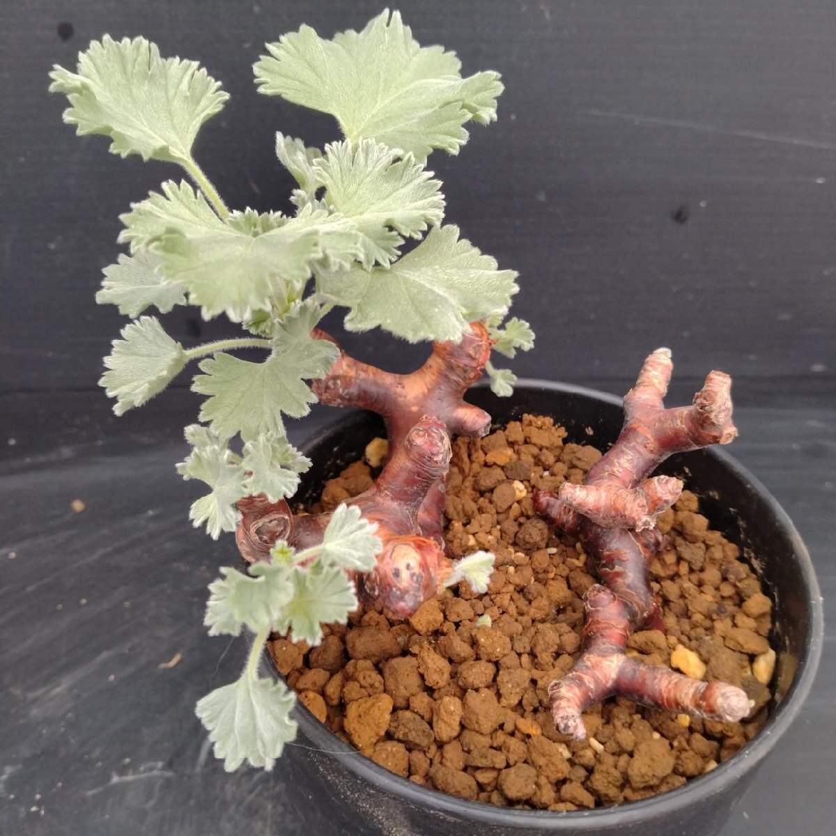 植物×鉢】ペラルゴニウム ミラビレ 現地球 大株 発根済み
