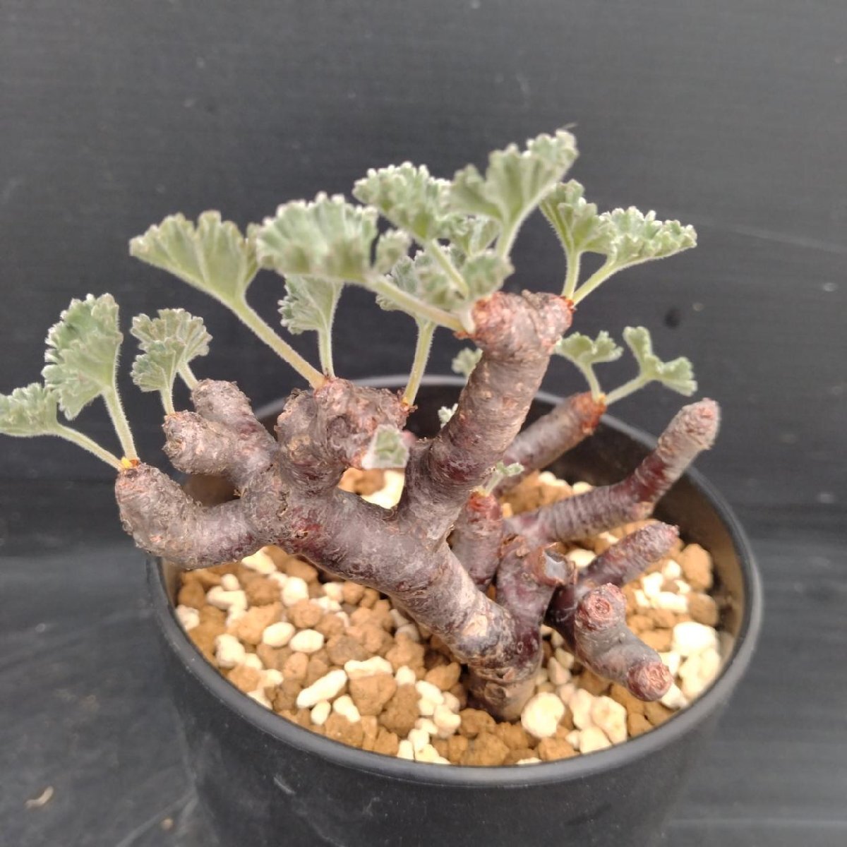 ペラルゴニウム ミラビレ 大株 | uc.plant Store
