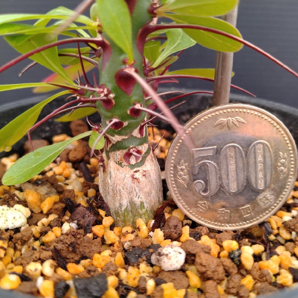 Yahoo!オークション -「フォークイエリア」(その他) (観葉植物