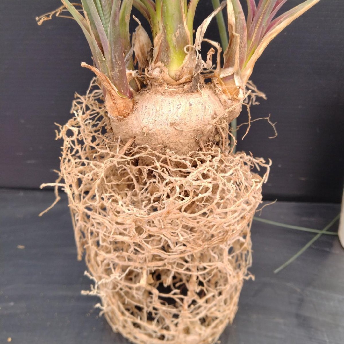 Yahoo!オークション -「カリバナス フーケリー」の落札相場