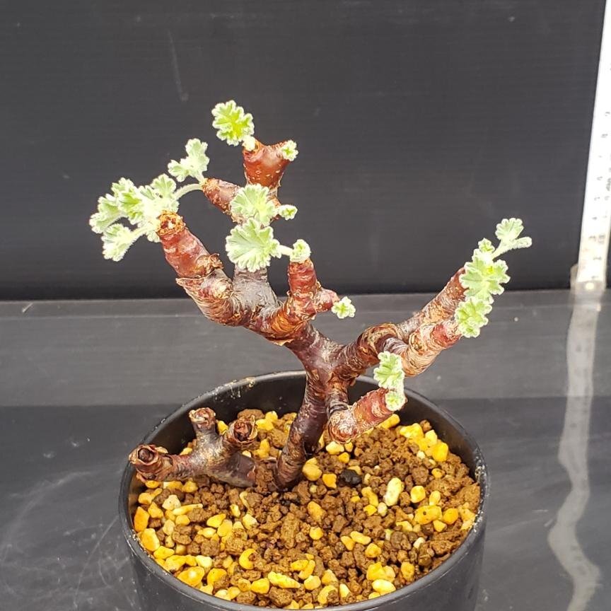 植物】ぺラルゴ二ウム ミラビレ 現地株 発根済み | A-PLANTS