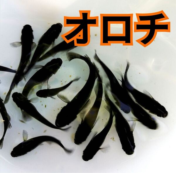 オロチ(極黒)の有精卵 20個+@個 送料無料