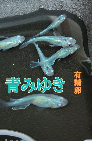青みゆき めだかの有精卵 30個+@個 送料無料