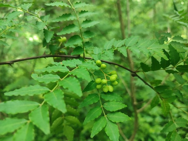 富士山麓産 無農薬 山椒の実 500g