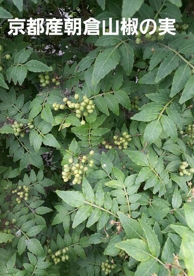 京都産 無農薬 朝倉山椒の実 300g