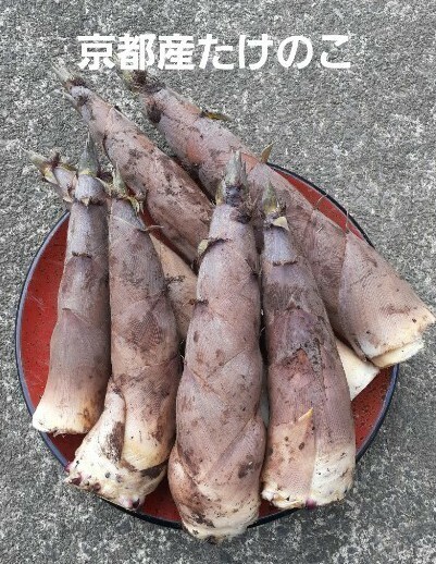 京都産 無農薬 朝掘り採れたてたけのこ約2キロ