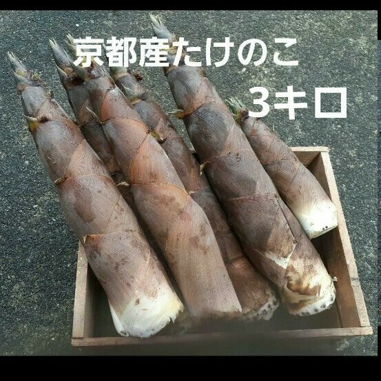 京都産 無農薬朝掘り採れたてたけのこ約3キロ