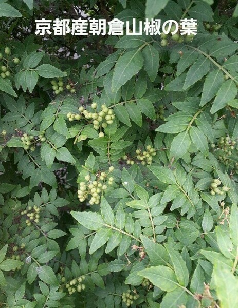 京都産 無農薬 朝倉山椒の葉 100枚